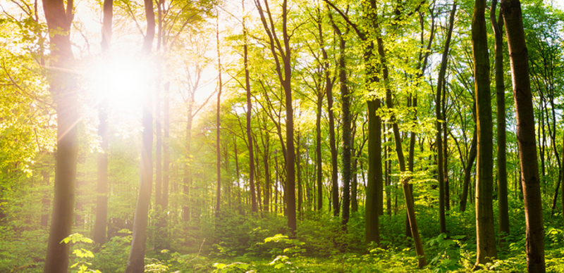 BDU-Mitgliedsunternehmen forsten deutschen Wald auf 